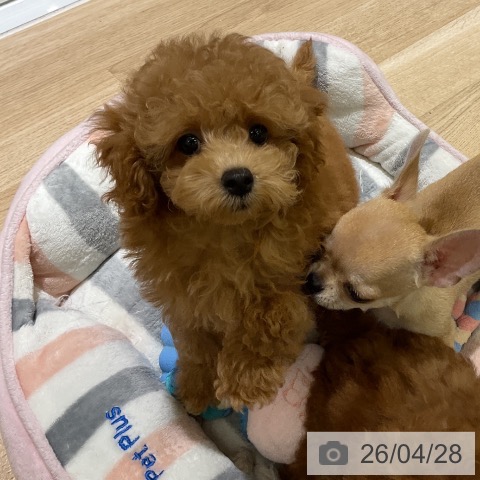 愛知県のトイプードル(トイ) (ペットプラス イオンモール豊川店/2026年2月2日生まれ/女の子/レッドフォーン)の子犬の4枚目の画像