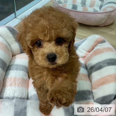 トイ・プードルの写真