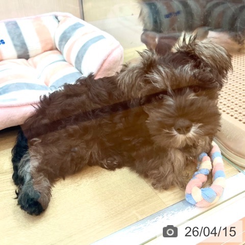 ミニチュア・シュナウザーの写真