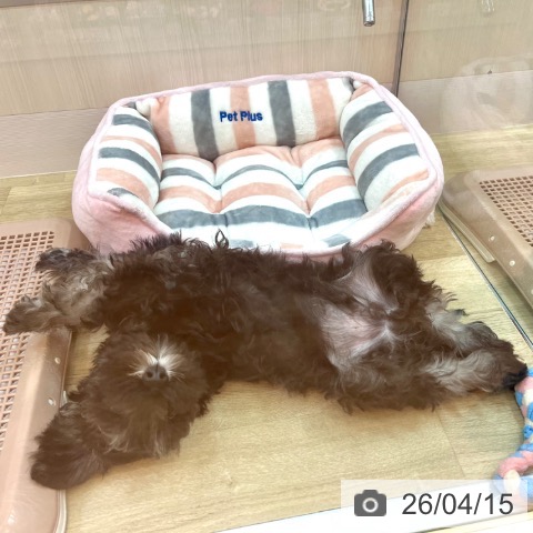 ミニチュア・シュナウザーの写真