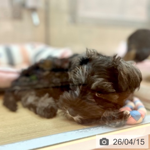 ミニチュア・シュナウザーの写真