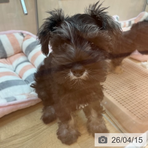 ミニチュア・シュナウザーの写真