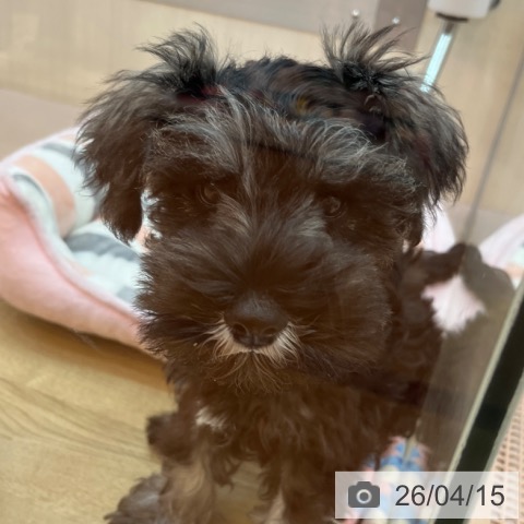 ミニチュア・シュナウザーの写真