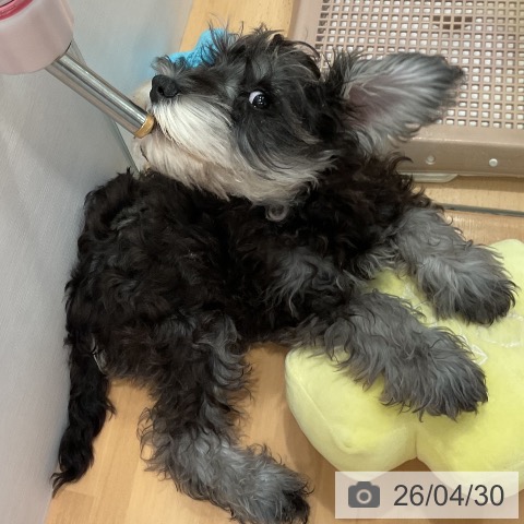 愛知県のミニチュアシュナウザー (ペットプラス 名古屋茶屋店/2026年1月29日生まれ/男の子/ソルトペッパー)の子犬の4枚目の画像