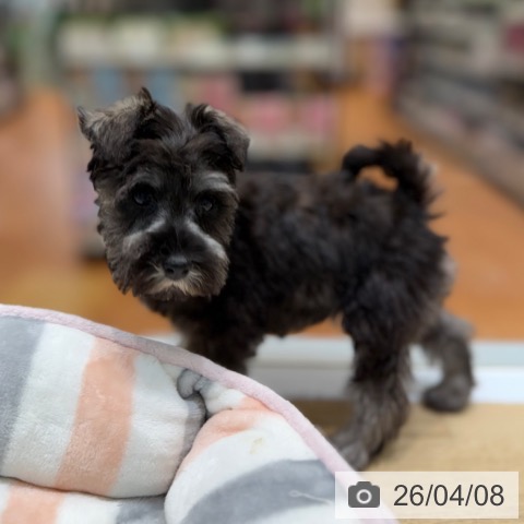 大阪府のミニチュアシュナウザー (ペットプラス 四條畷店/2026年1月29日生まれ/女の子/ソルトペッパー)の子犬の4枚目の画像