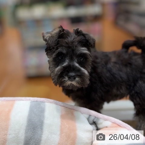 大阪府のミニチュアシュナウザー (ペットプラス 四條畷店/2026年1月29日生まれ/女の子/ソルトペッパー)の子犬の3枚目の画像