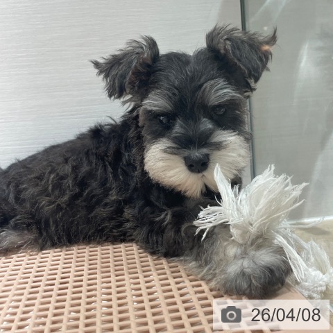 ミニチュア・シュナウザーの写真