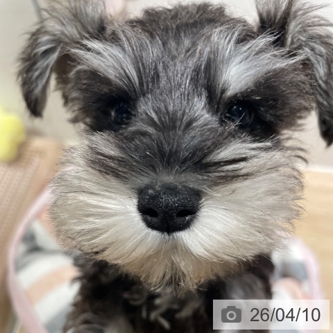 兵庫県のミニチュアシュナウザー (ペットプラス 神戸三宮店/2026年1月29日生まれ/女の子/ソルトペッパー)の子犬の3枚目の画像