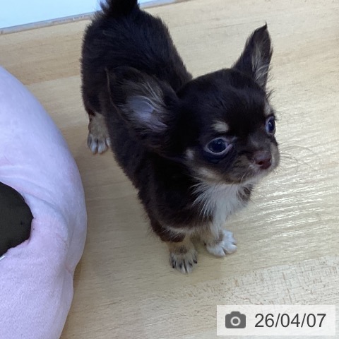 三重県のチワワ(ロング) (ペットプラス 津南店/2026年1月31日生まれ/男の子/チョコレートタンホワイト)の子犬の4枚目の画像