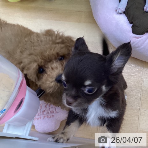 三重県のチワワ(ロング) (ペットプラス 津南店/2026年1月31日生まれ/男の子/チョコレートタンホワイト)の子犬の3枚目の画像