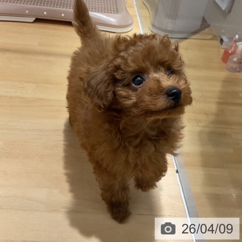 石川県のトイプードル(トイ) (ペットプラス 新小松店/2026年1月31日生まれ/男の子/レッド)の子犬の3枚目の画像