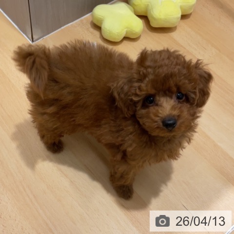 石川県のトイプードル(トイ) (ペットプラス 新小松店/2026年1月31日生まれ/男の子/レッド)の子犬の3枚目の画像