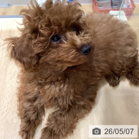 福井県のトイプードル(トイ) (ペットプラス 福井店/2026年1月31日生まれ/男の子/レッド)の子犬の3枚目の画像
