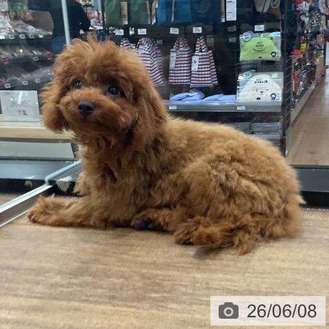 トイ・プードルの写真