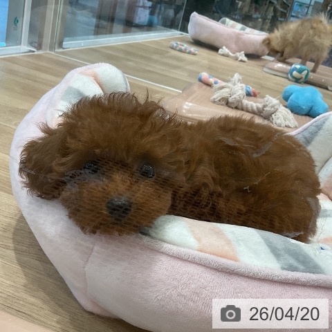 愛知県のトイプードル(トイ) (ペットプラス 熱田店/2026年1月31日生まれ/女の子/レッド)の子犬の4枚目の画像
