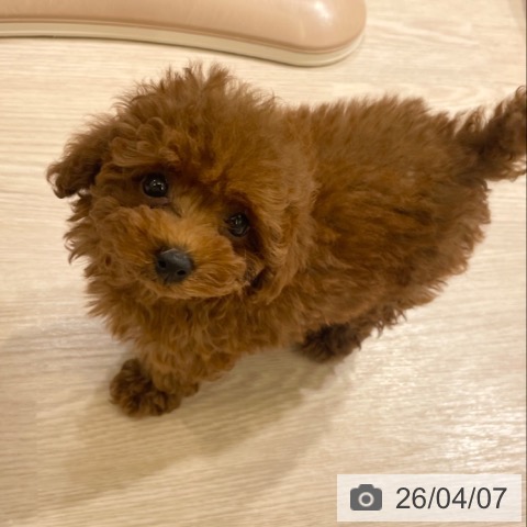 富山県のトイプードル(トイ) (ペットプラス 高岡店/2026年1月31日生まれ/女の子/レッド)の子犬の4枚目の画像