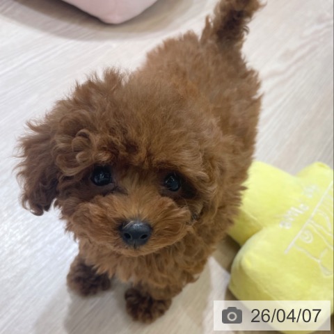 富山県のトイプードル(トイ) (ペットプラス 高岡店/2026年1月31日生まれ/女の子/レッド)の子犬の3枚目の画像