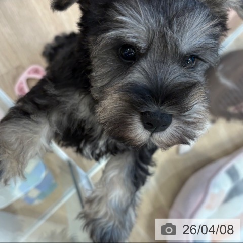 大阪府のミニチュアシュナウザー (ペットプラス 堺北花田店/2026年2月4日生まれ/男の子/ソルトペッパー)の子犬の4枚目の画像