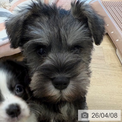 大阪府のミニチュアシュナウザー (ペットプラス 堺北花田店/2026年2月4日生まれ/男の子/ソルトペッパー)の子犬の3枚目の画像