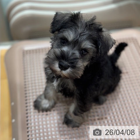 ミニチュア・シュナウザーの写真