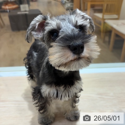 大阪府のミニチュアシュナウザー (ペットプラス 堺鉄砲町店/2026年2月4日生まれ/男の子/ソルトペッパー)の子犬の4枚目の画像