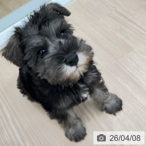 ミニチュア・シュナウザーの写真