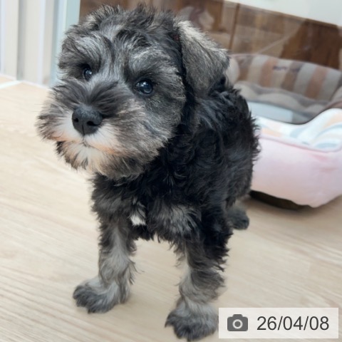 ミニチュア・シュナウザーの写真