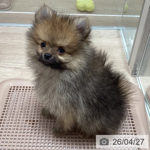 石川県のポメラニアン (ペットプラス 白山店/2026年2月4日生まれ/男の子/オレンジセーブル)の子犬の4枚目の画像