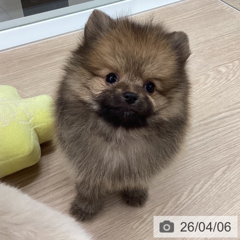 ポメラニアンの写真