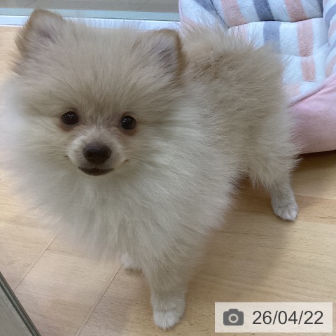 愛知県のポメラニアン (ペットプラス 豊橋牧野店/2026年2月4日生まれ/女の子/クリーム)の子犬の4枚目の画像