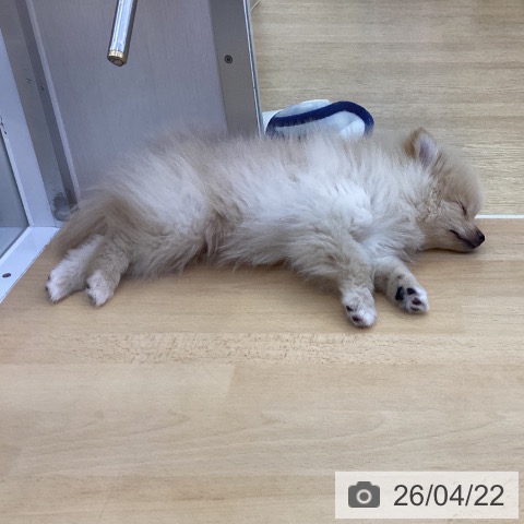 愛知県のポメラニアン (ペットプラス 豊橋牧野店/2026年2月4日生まれ/女の子/クリーム)の子犬の3枚目の画像