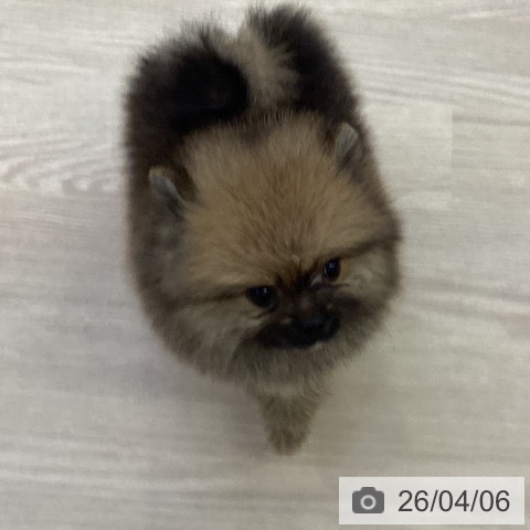 ポメラニアンの写真