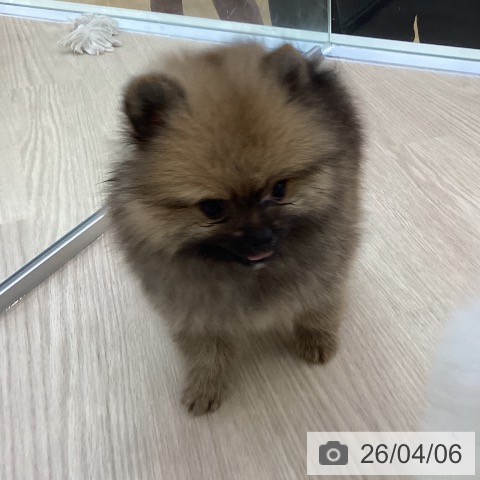 ポメラニアンの写真