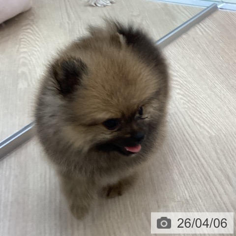 ポメラニアンの写真