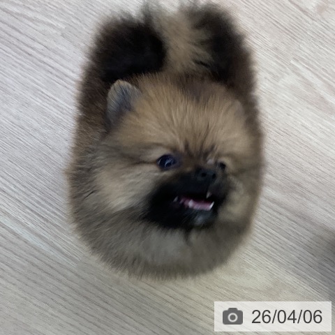 ポメラニアンの写真