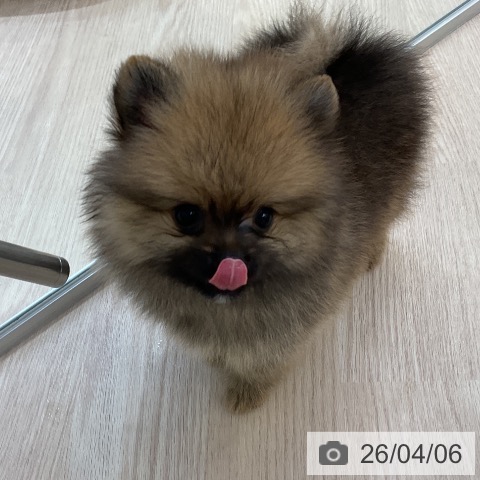 ポメラニアンの写真