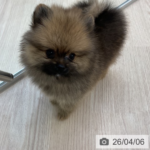 ポメラニアンの写真