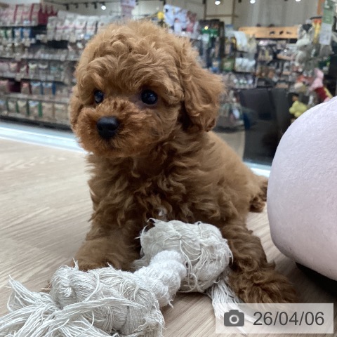 石川県のトイプードル(トイ) (ペットプラス 白山店/2026年2月4日生まれ/男の子/レッド)の子犬の4枚目の画像