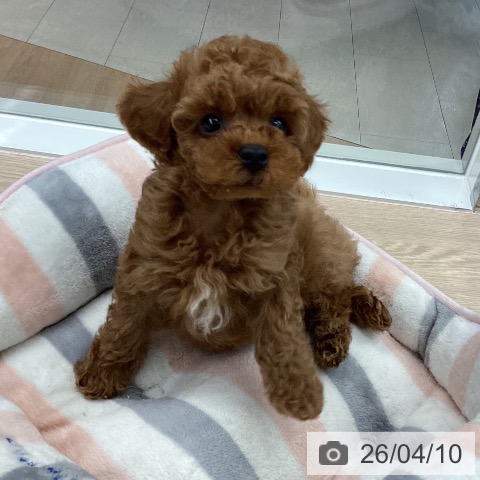 石川県のトイプードル(トイ) (ペットプラス 白山店/2026年2月4日生まれ/男の子/レッド)の子犬の4枚目の画像
