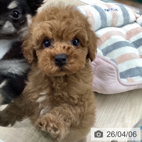 石川県のトイプードル(トイ) (ペットプラス 白山店/2026年2月4日生まれ/男の子/レッド)の子犬の3枚目の画像