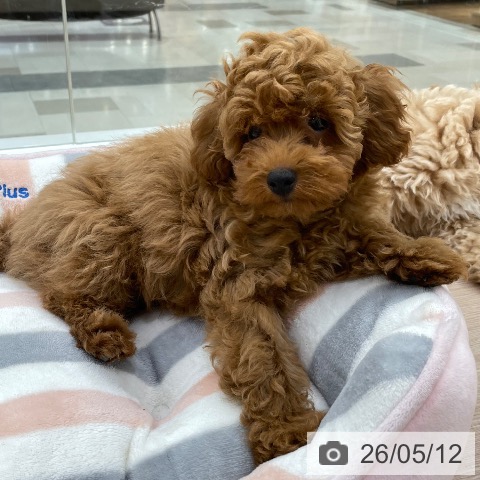 愛知県のトイプードル(トイ) (ペットプラス 豊田店/2026年2月4日生まれ/男の子/レッド)の子犬の3枚目の画像