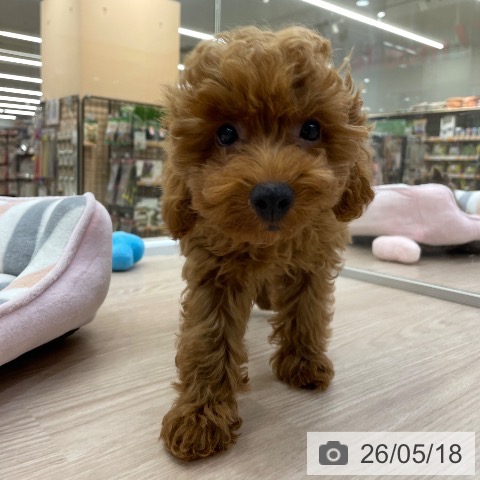 愛知県のトイプードル(トイ) (ペットプラス 豊田店/2026年2月4日生まれ/男の子/レッド)の子犬の4枚目の画像