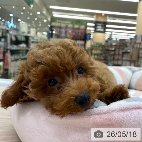 愛知県のトイプードル(トイ) (ペットプラス 豊田店/2026年2月4日生まれ/男の子/レッド)の子犬の3枚目の画像