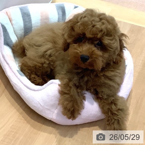 愛知県のトイプードル(トイ) (ペットプラス 三好店/2026年2月4日生まれ/男の子/レッド)の子犬の3枚目の画像