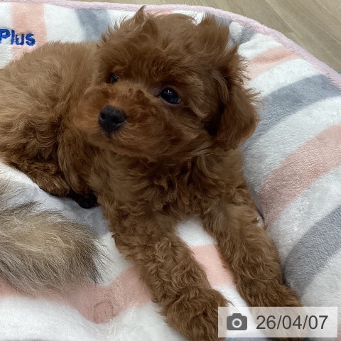 トイ・プードルの写真