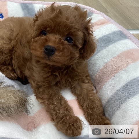 トイ・プードルの写真