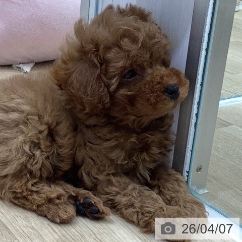 トイ・プードルの写真