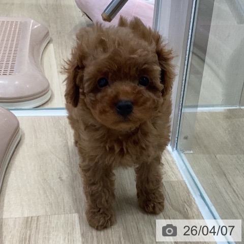 トイ・プードルの写真