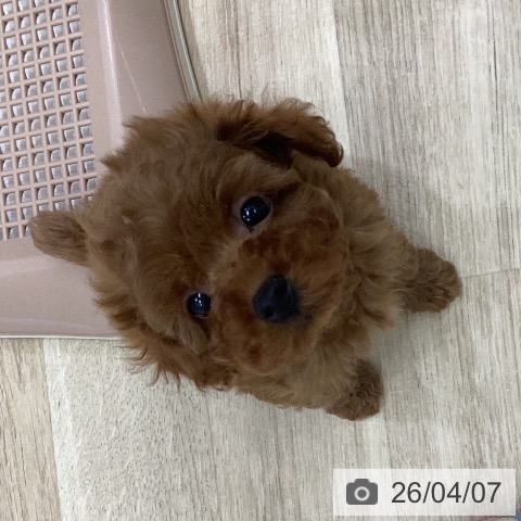 トイ・プードルの写真