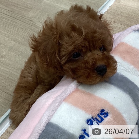 トイ・プードルの写真